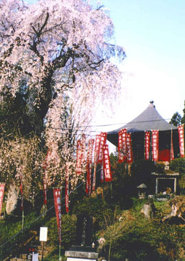 龍光寺　しだれ桜毎年4月中頃満開