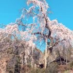 建福寺の桜