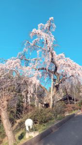 建福寺の桜