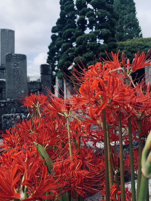 曼珠沙華(彼岸花)